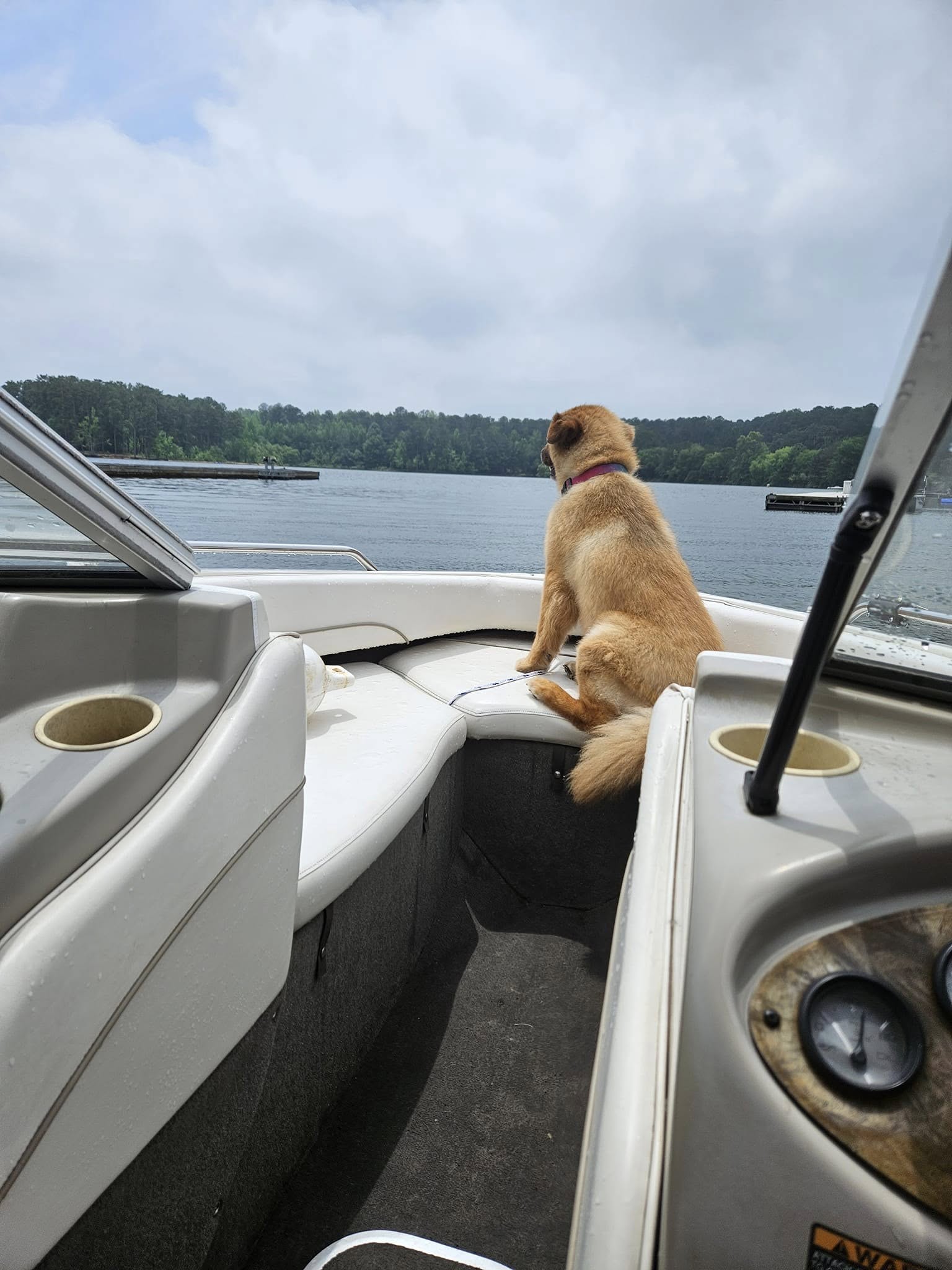 Stella enjoying a day on the lake